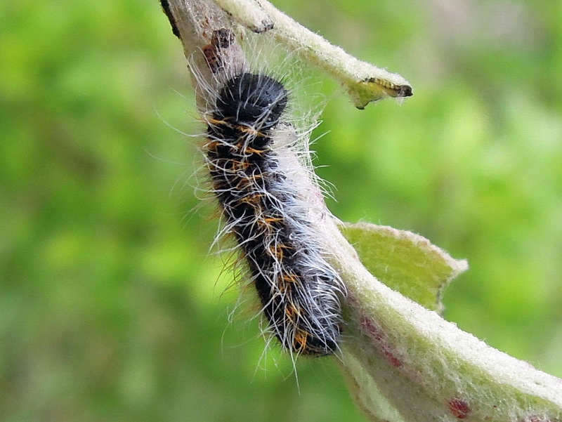 Aporia crataegi - sfarfallamento